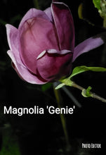 Magnolia 'Genie'