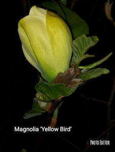 Magnolia 'Yellow Bird'