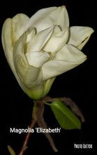 Magnolia 'Elizabeth'