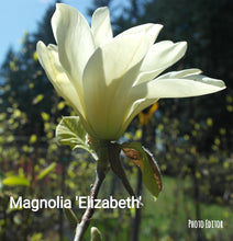 Magnolia 'Elizabeth'