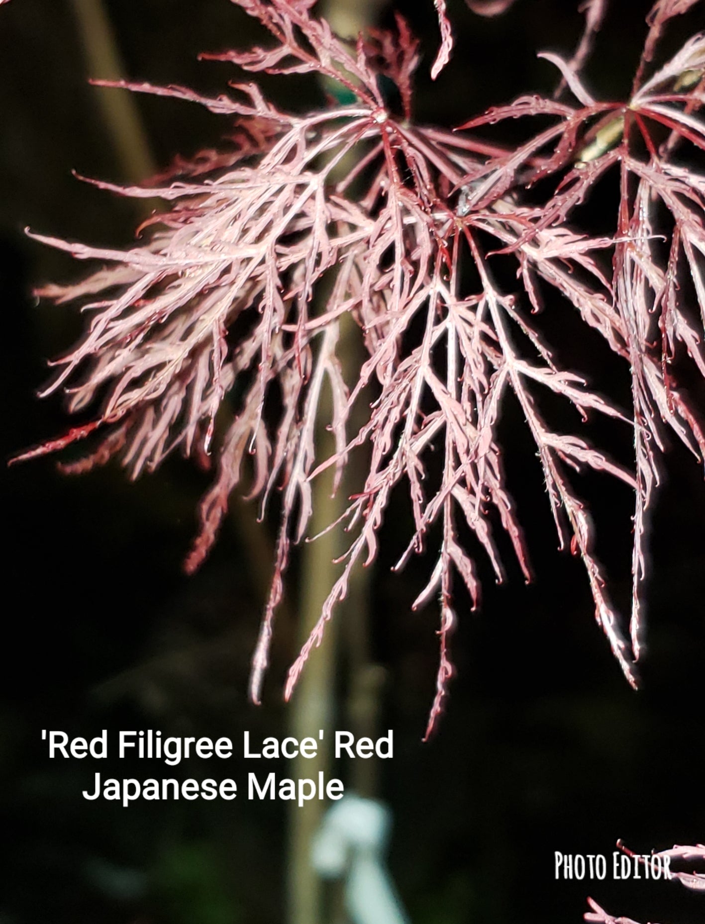 Red Filigree Acer Palmatum 'Red Filigree-Lace' Japanese Maples – Bleuwood Nursery