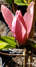 Magnolia 'Blushing Belle'