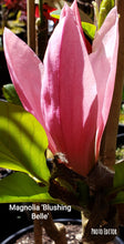 Magnolia 'Blushing Belle'