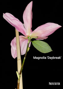 Magnolia 'Daybreak'