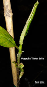 Magnolia 'Tinker Belle'