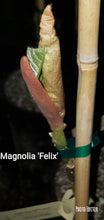 Magnolia 'Felix'