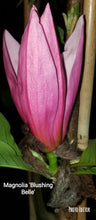 Magnolia 'Blushing Belle'