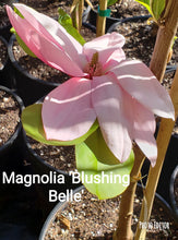 Magnolia 'Blushing Belle'