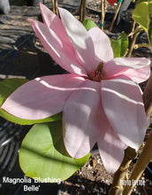 Magnolia 'Blushing Belle'