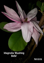 Magnolia 'Blushing Belle'