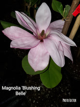 Magnolia 'Blushing Belle'