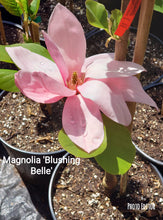 Magnolia 'Blushing Belle'