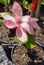 Magnolia 'Blushing Belle'