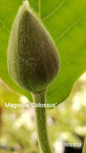 Magnolia Sieboldii 'Colossus'