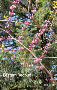 Cercis canadensis 'Eastern Redbud': Other Varieties