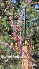 Cercis canadensis 'Eastern Redbud': Other Varieties