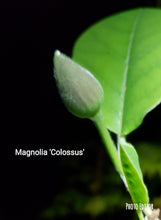 Magnolia Sieboldii 'Colossus'