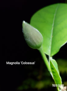 Magnolia Sieboldii 'Colossus'