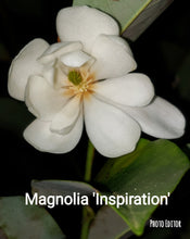 Magnolia 'Inspiration' Evergreen Magnolias