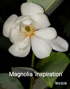 Magnolia 'Inspiration' Evergreen Magnolias