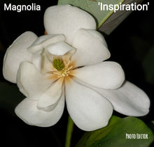 Magnolia 'Inspiration' Evergreen Magnolias
