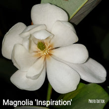 Magnolia 'Inspiration' Evergreen Magnolias