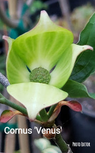 Cornus 'Venus' Dogwood