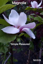 Magnolia 'Simple Pleasures'