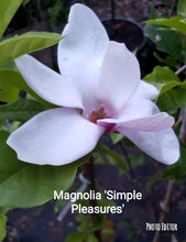 Magnolia 'Simple Pleasures'