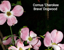 Cornus Florida 'Cherokee Brave' Dogwood