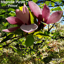 Magnolia 'Purple Prince'