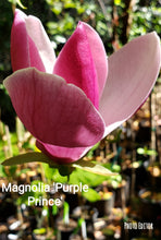 Magnolia 'Purple Prince'