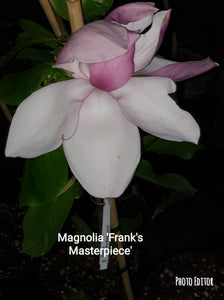Magnolia 'Frank's Masterpiece'