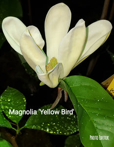 Magnolia 'Yellow Bird'