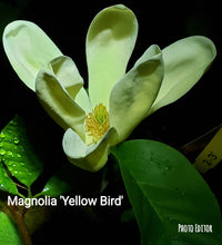 Magnolia 'Yellow Bird'