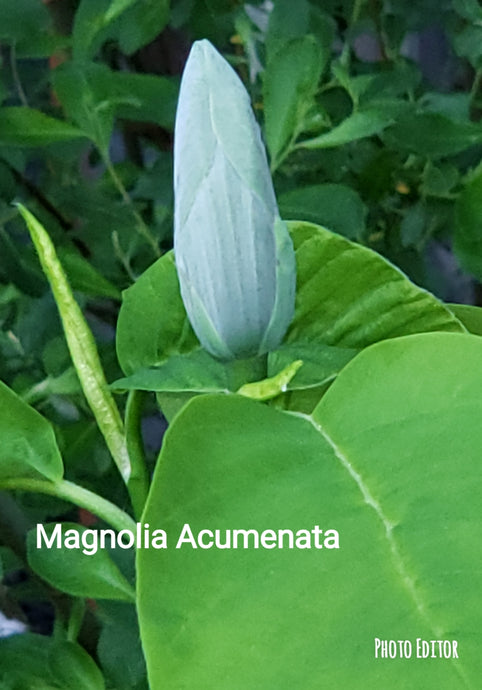 Magnolia  Acuminata