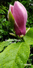 Magnolia 'Purple Prince'