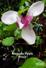 Magnolia 'Purple Prince'
