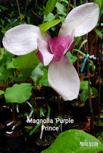 Magnolia 'Purple Prince'