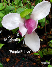 Magnolia 'Purple Prince'
