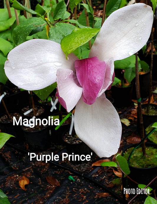 Magnolia 'Purple Prince'