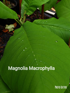 Magnolia Macrophylla