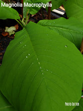 Magnolia Macrophylla