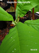 Magnolia Macrophylla