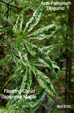 Acer Palmatum 'Uki Gumo' Floating Cloud Japanese Maples