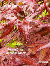 Acer Palmatum 'Purple Ghost'  Japanese Maples