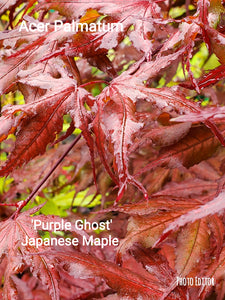 Acer Palmatum 'Purple Ghost'  Japanese Maples