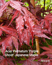 Acer Palmatum 'Purple Ghost'  Japanese Maples