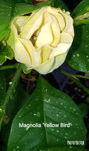 Magnolia 'Yellow Bird'