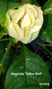 Magnolia 'Yellow Bird'